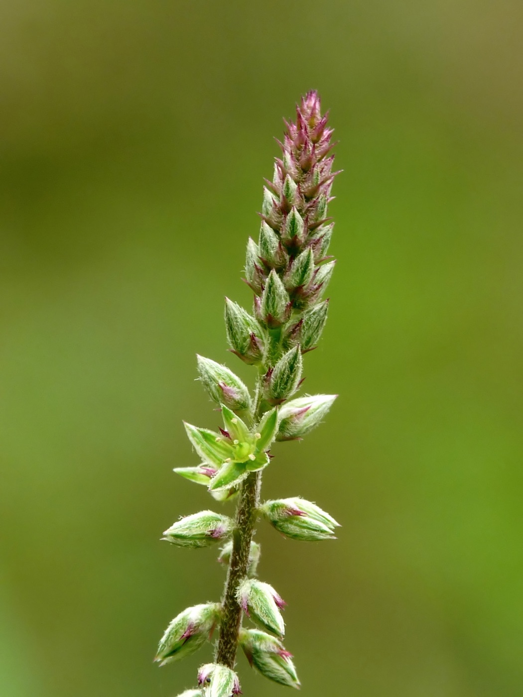 Apamarga (Achyranthes aspera)