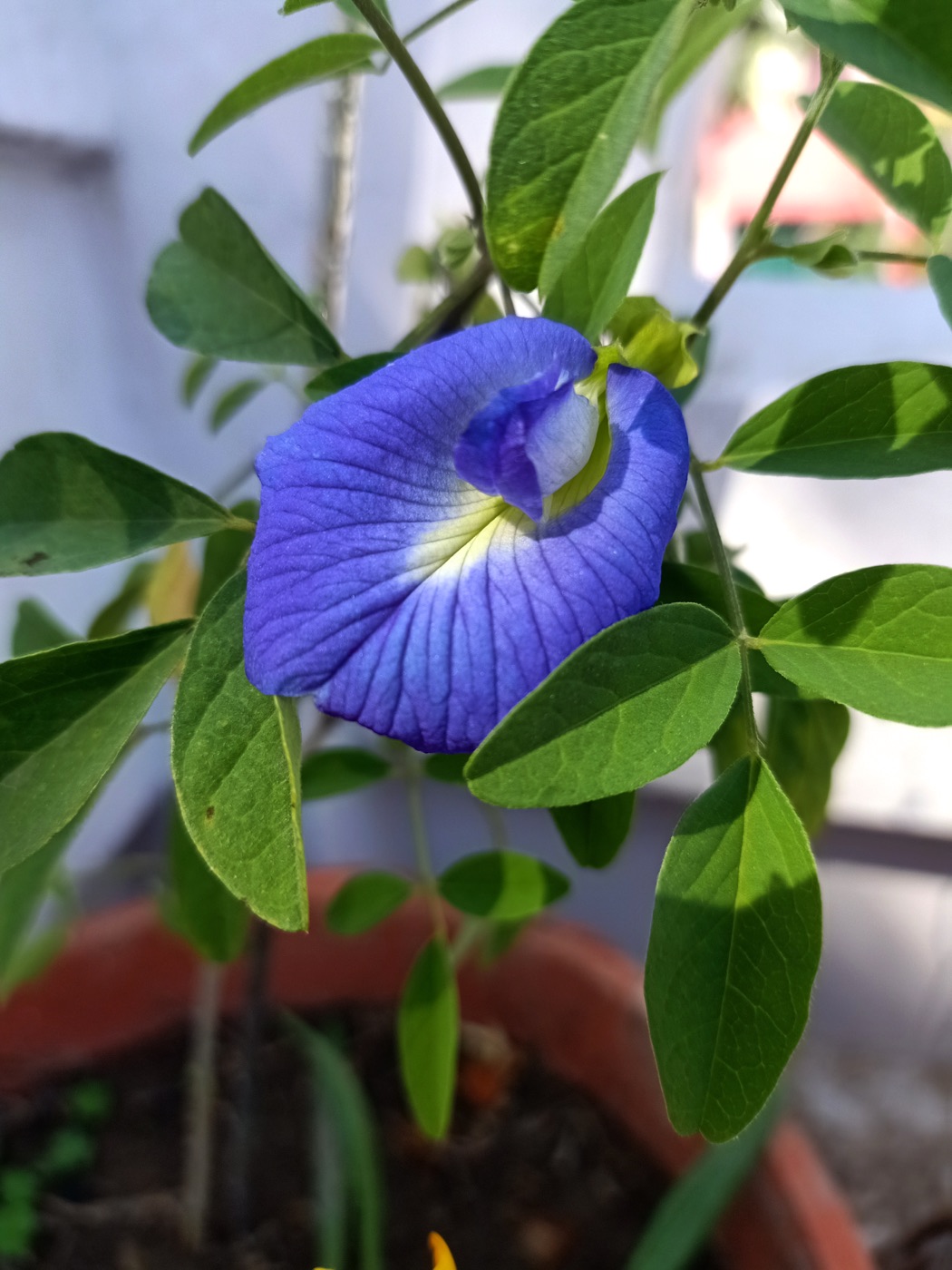 Aparajita (Clitoria ternatea)