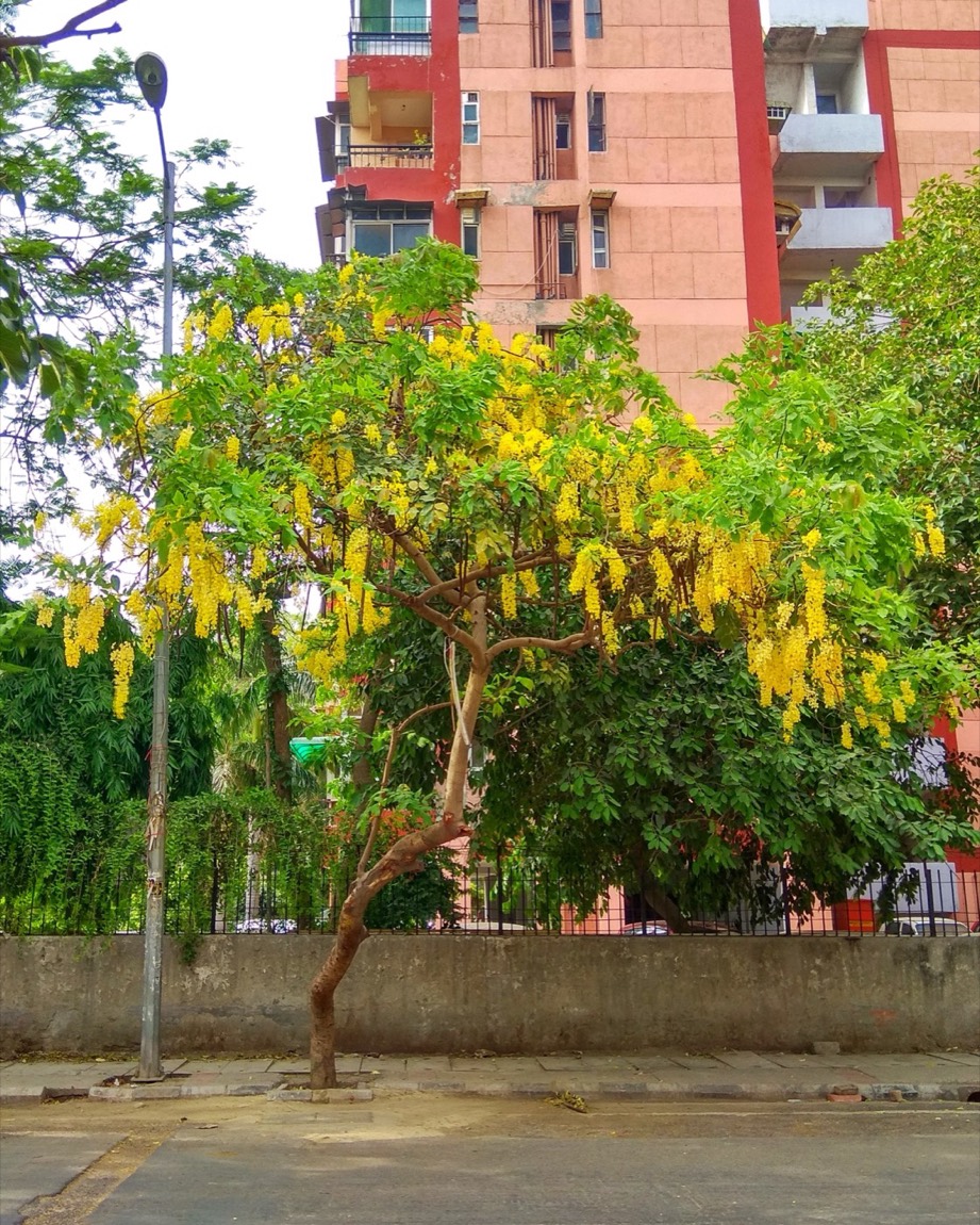 Aragvadha (Cassia fistula)