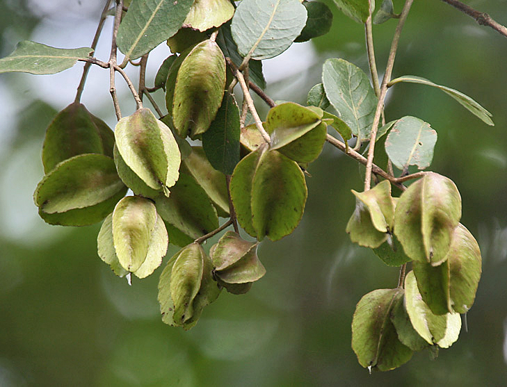 Terminalia arjuna, the Arjuna tree