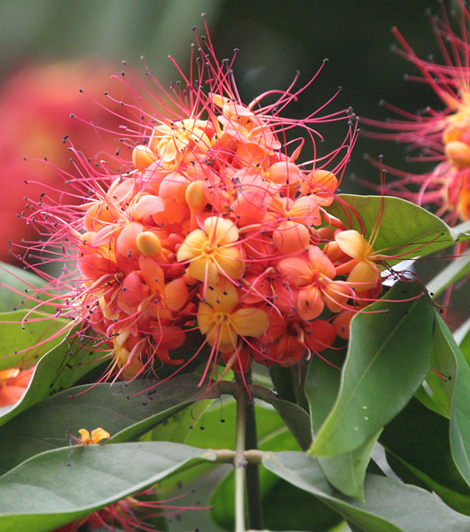 Ashoka (Saraca asoca)