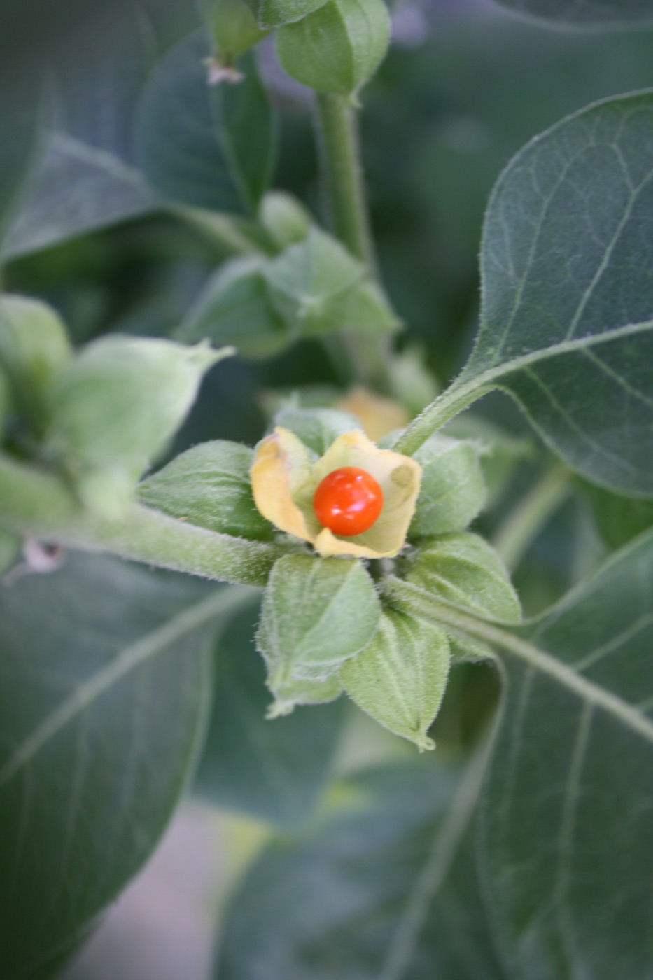 Withania somnifera (Ashwagandha) plant with its red berry in a papery husk