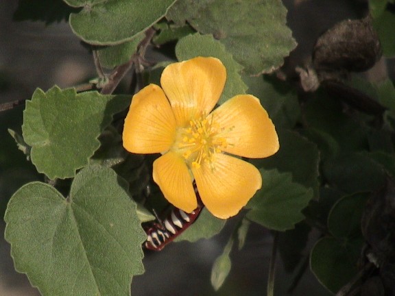Atibala (Abutilon indicum)
