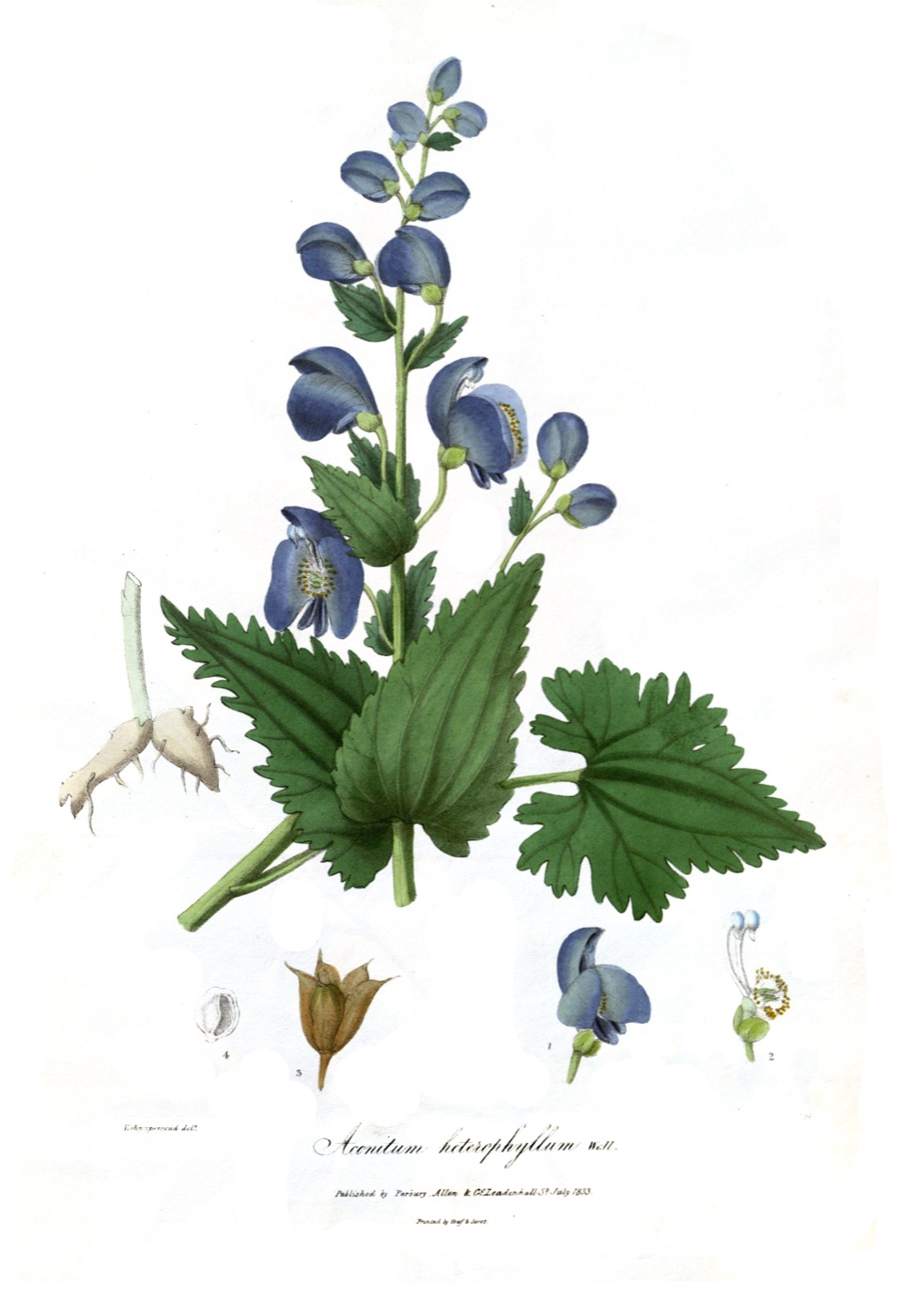 Ativisha (Aconitum heterophyllum)