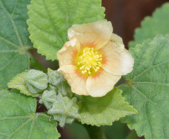 Bala (Sida cordifolia)