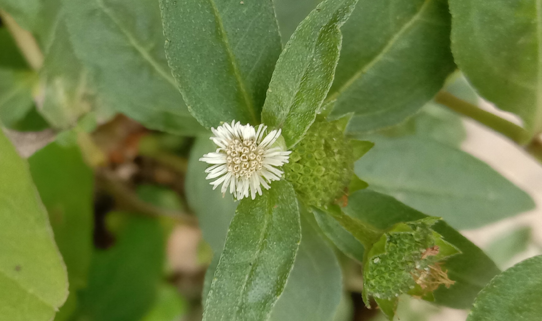 Bhringaraj (Eclipta prostrata)