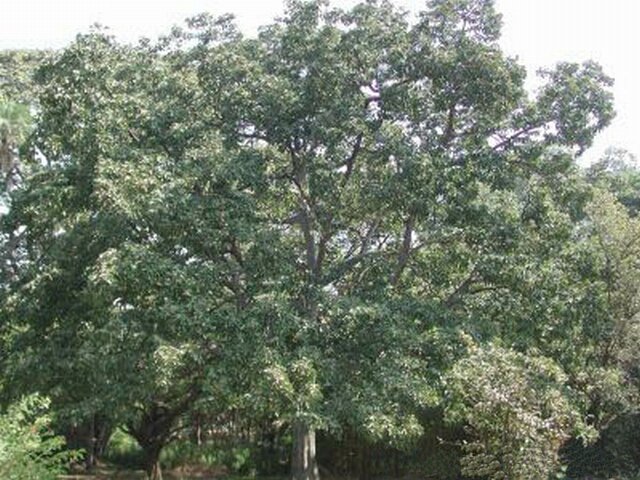 Bibhitaki (Terminalia bellirica)