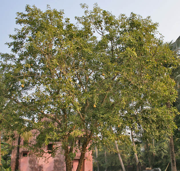 Bilva (Aegle marmelos)