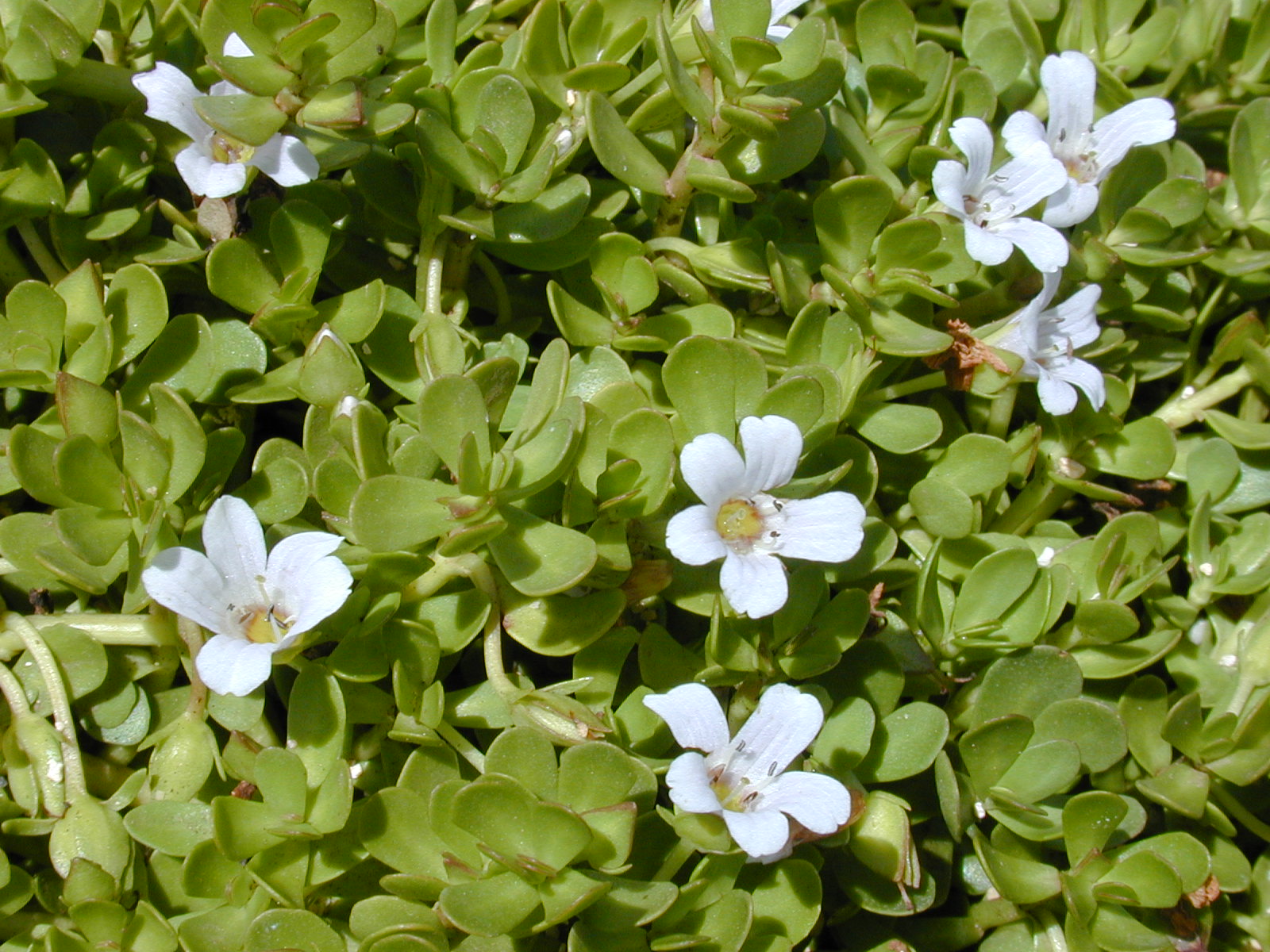 Brahmi (Bacopa monnieri)