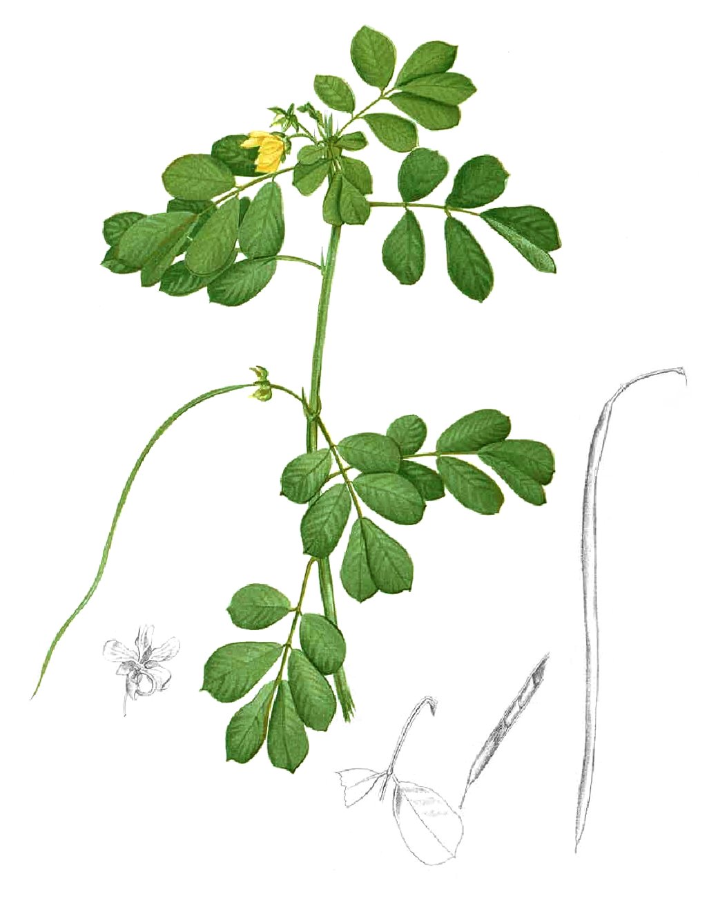 Chakramarda (Senna tora)