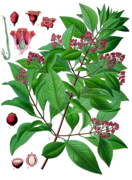 Chandana (Santalum album)