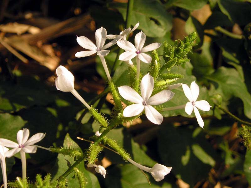 Chitrak (Plumbago zeylanica)