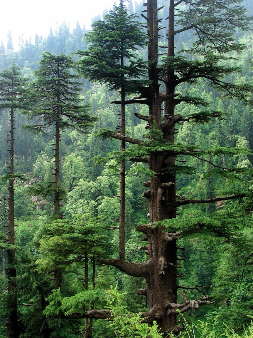 Devadaru (Cedrus deodara)