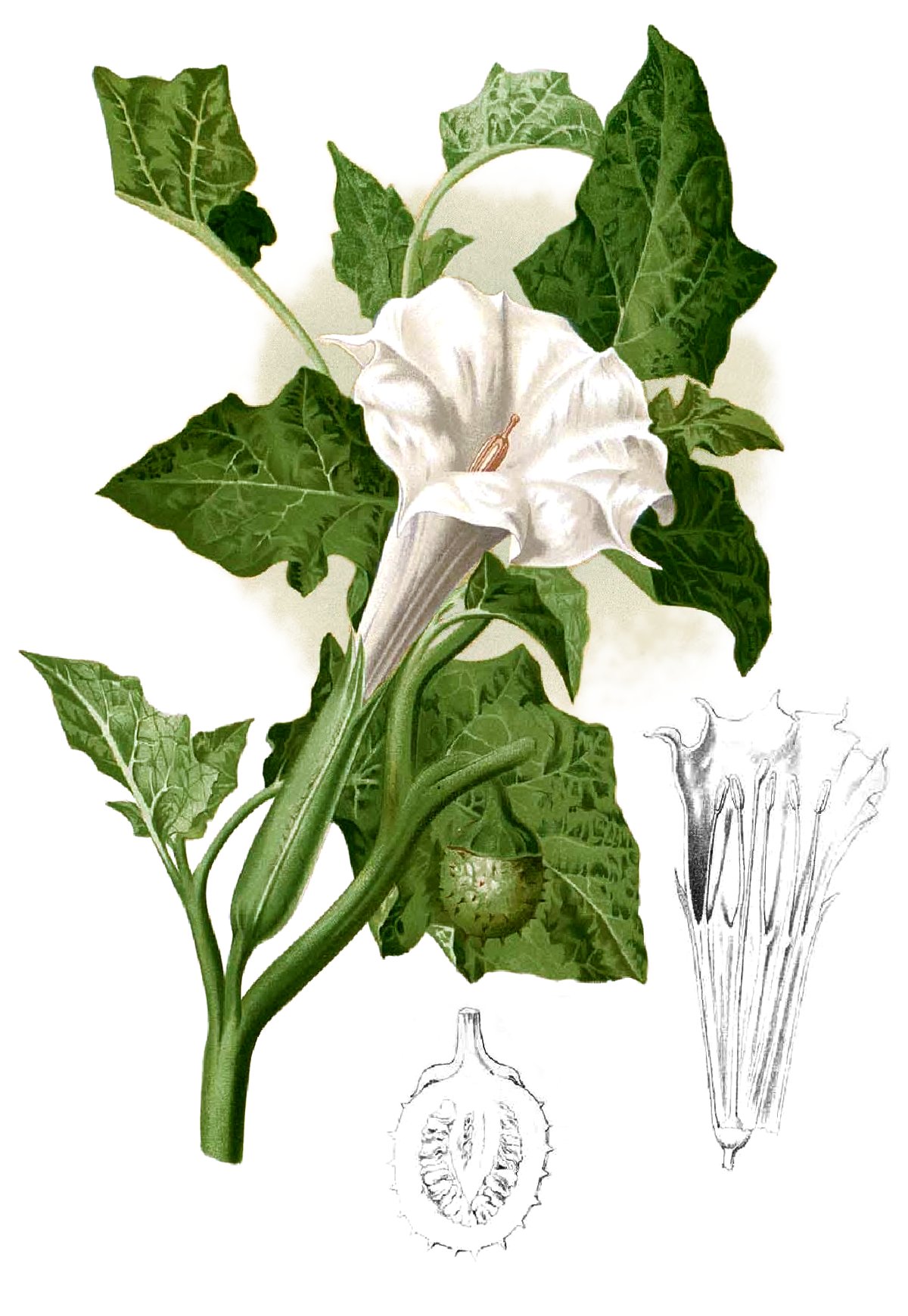 Dhattura (Datura metel)