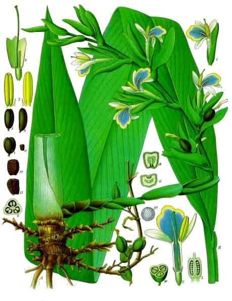 Ela (Elettaria cardamomum)
