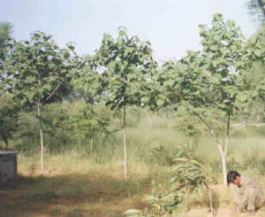 Gambhari (Gmelina arborea)