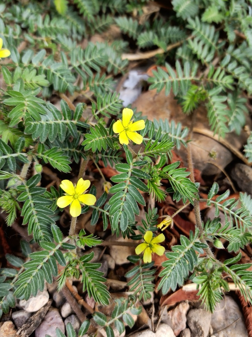 Gokshura (Tribulus terrestris)