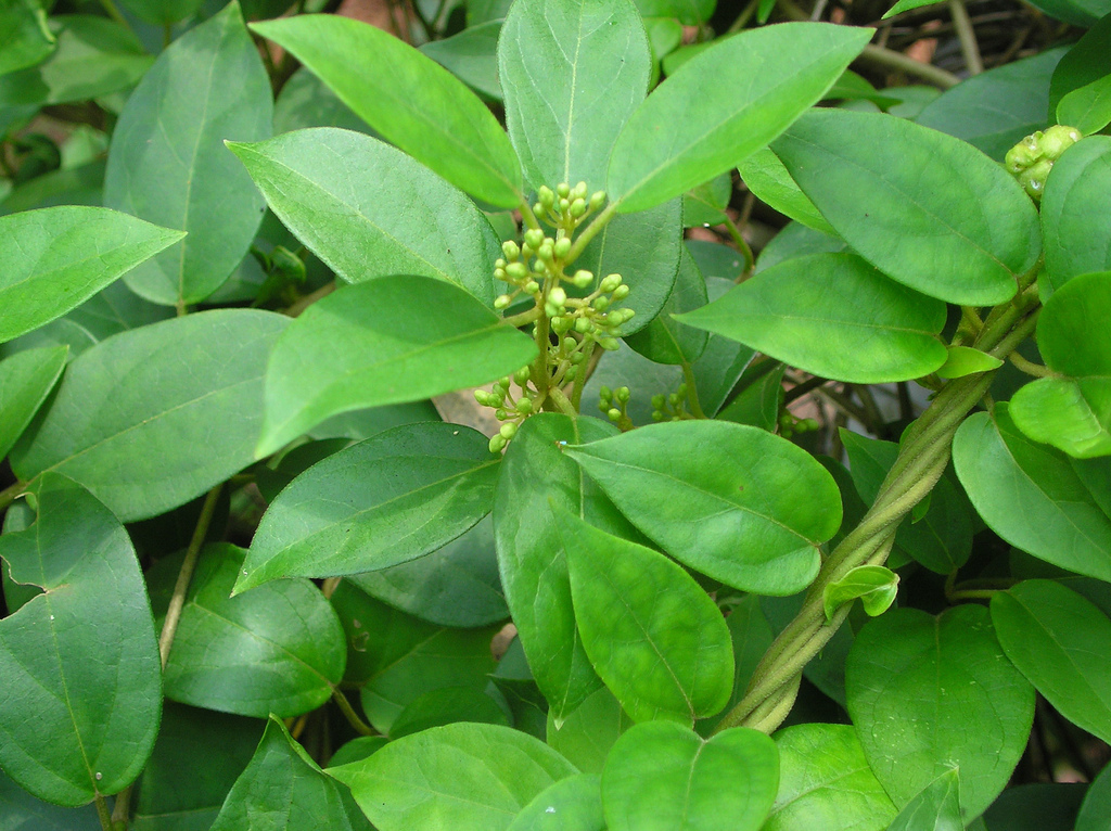 Gudmar (Gymnema sylvestre)