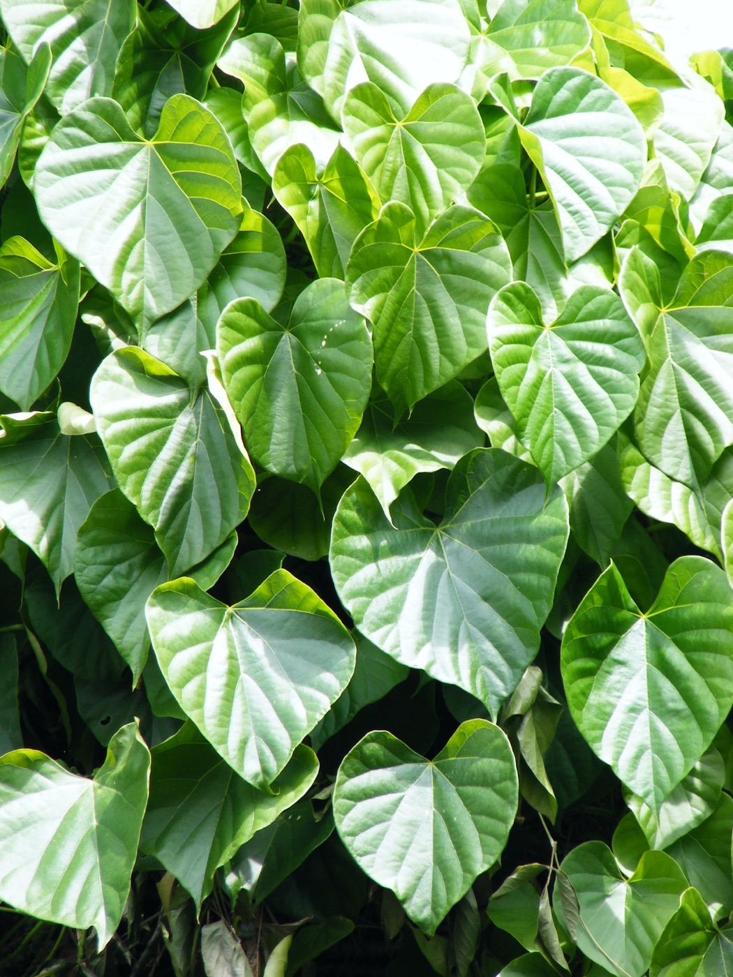 Guduchi (Tinospora cordifolia)