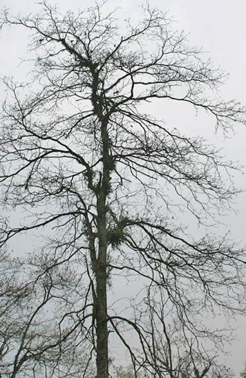 Haritaki (Terminalia chebula)