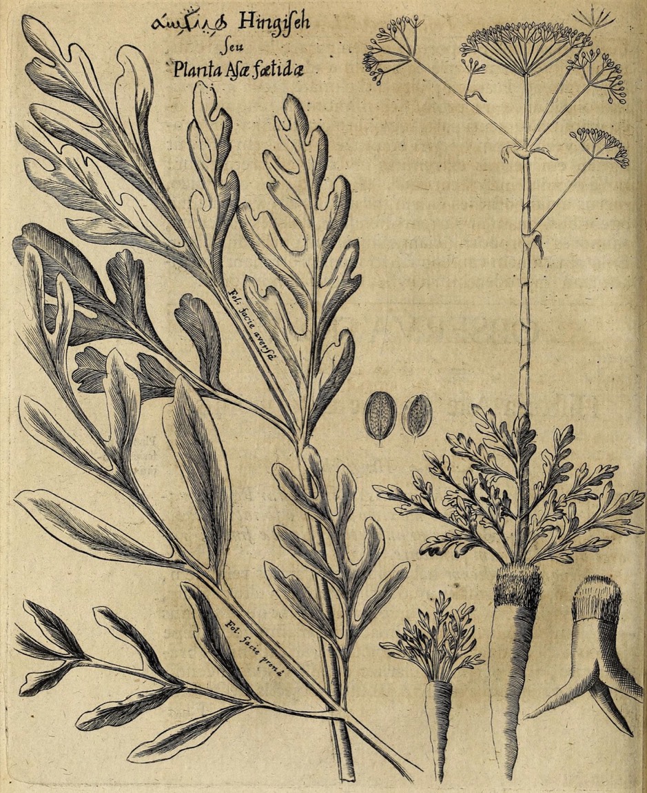 Hingu (Ferula assa-foetida)