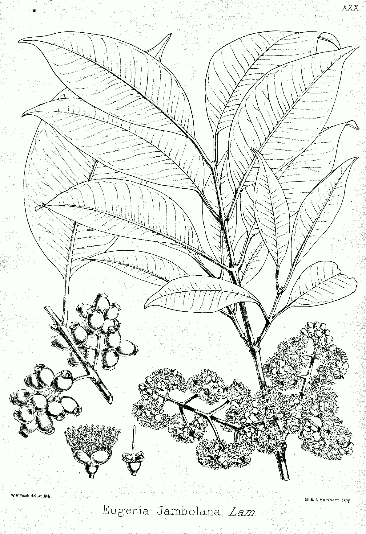 Jambu (Syzygium cumini)