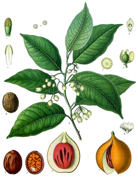 Jatiphala (Myristica fragrans)
