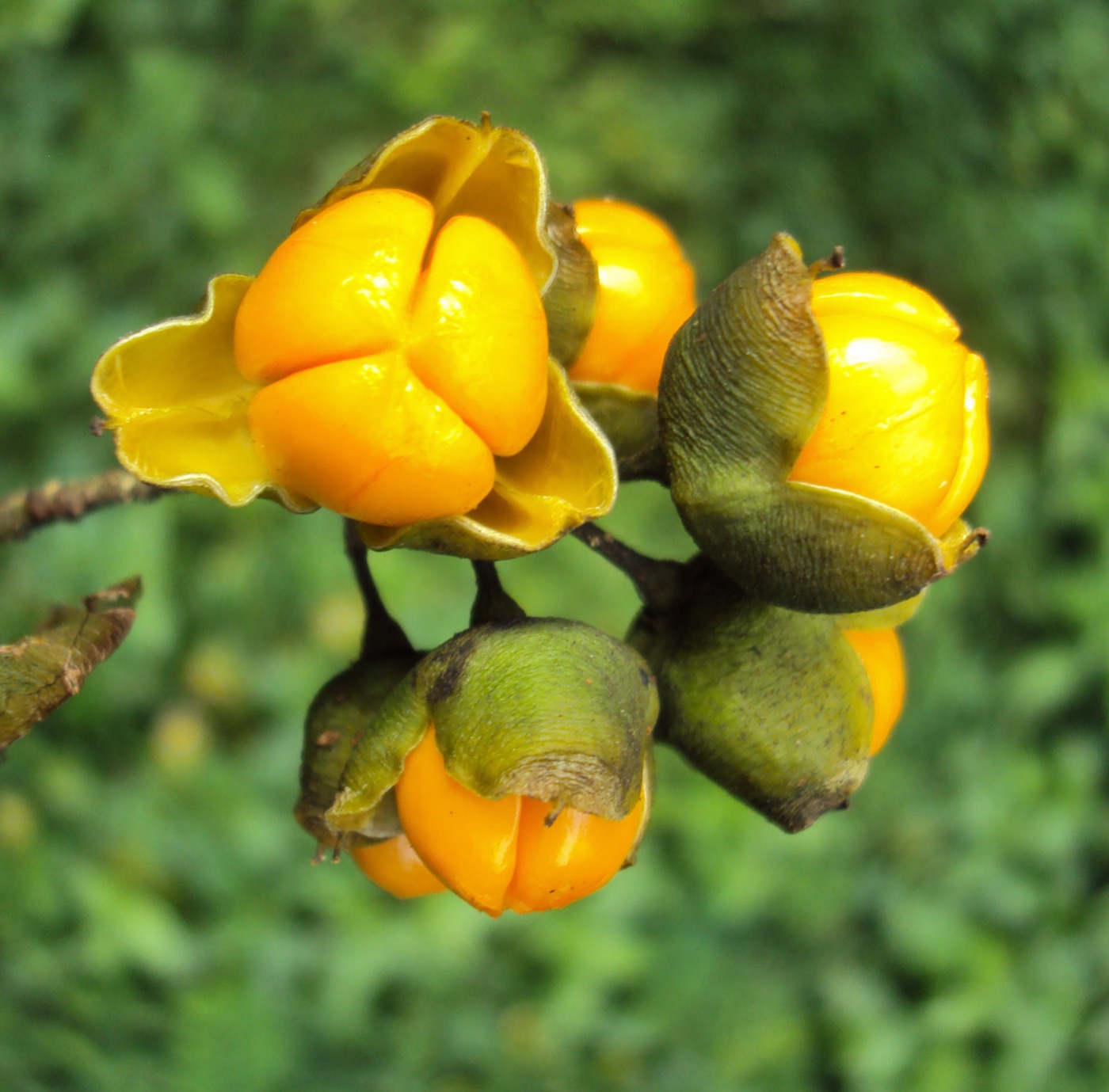 Jyotishmati (Celastrus paniculatus)