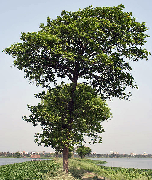 Kadamba (Neolamarckia cadamba)