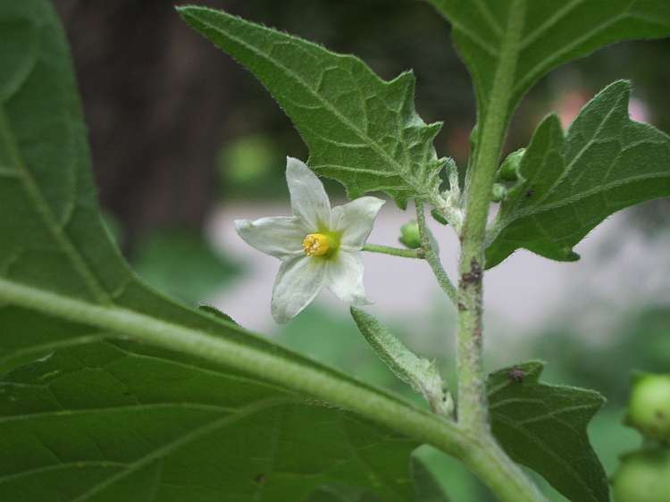 Kakamachi (Solanum nigrum)