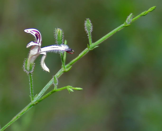 Kalmegh (Andrographis paniculata)