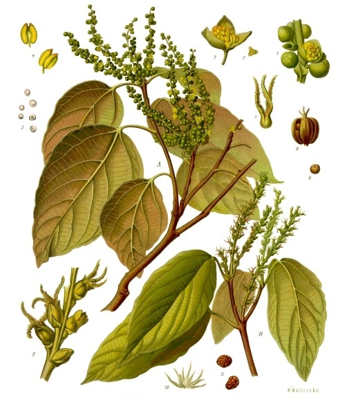 Kampillaka (Mallotus philippensis)