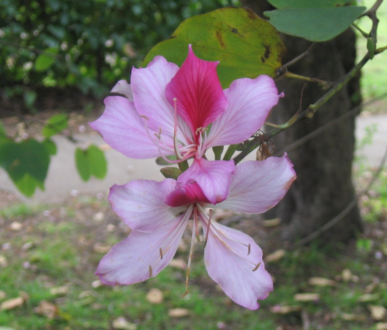 Kanchanara (Bauhinia variegata)