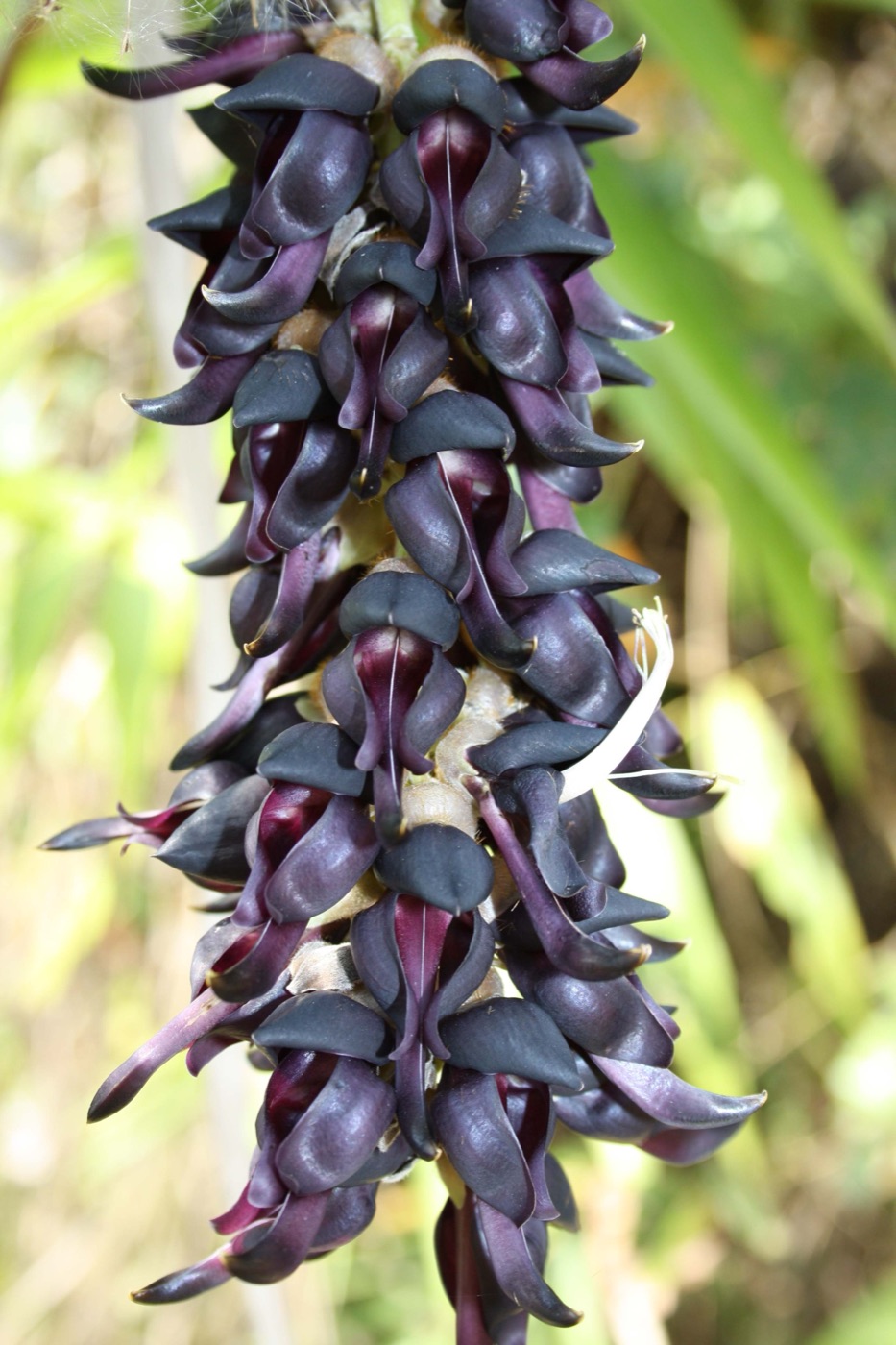 Kapikacchu (Mucuna pruriens)
