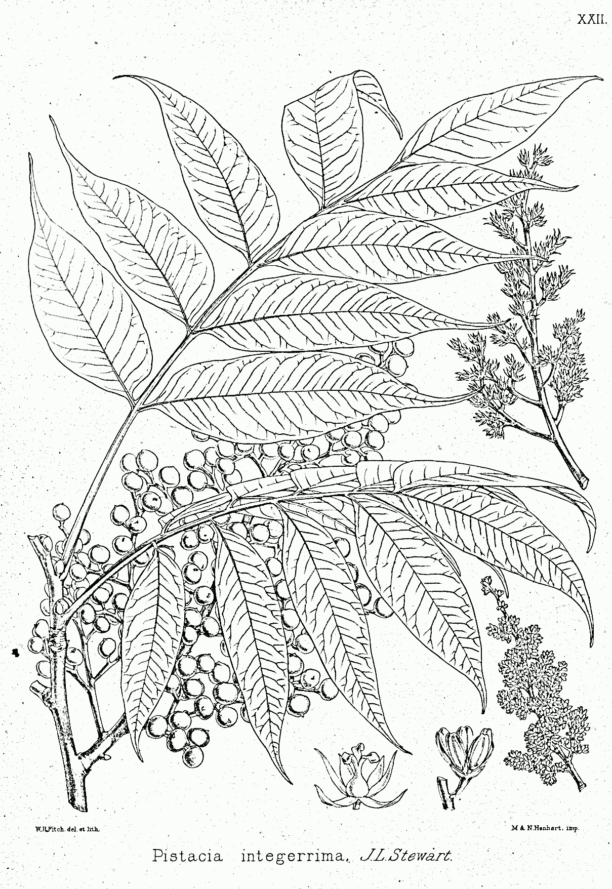 Karkatashringi (Pistacia integerrima)