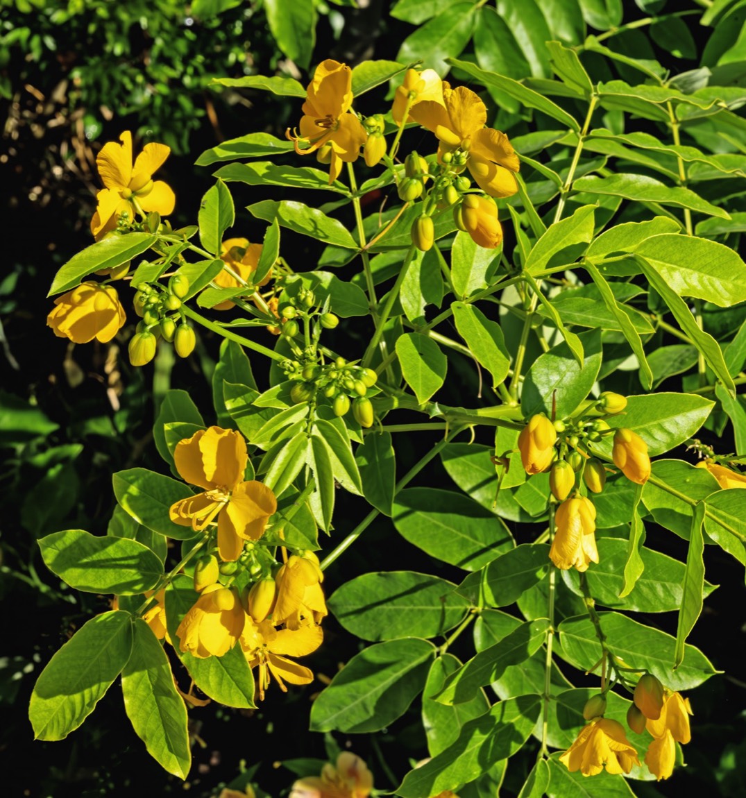 Kasamarda (Senna occidentalis)