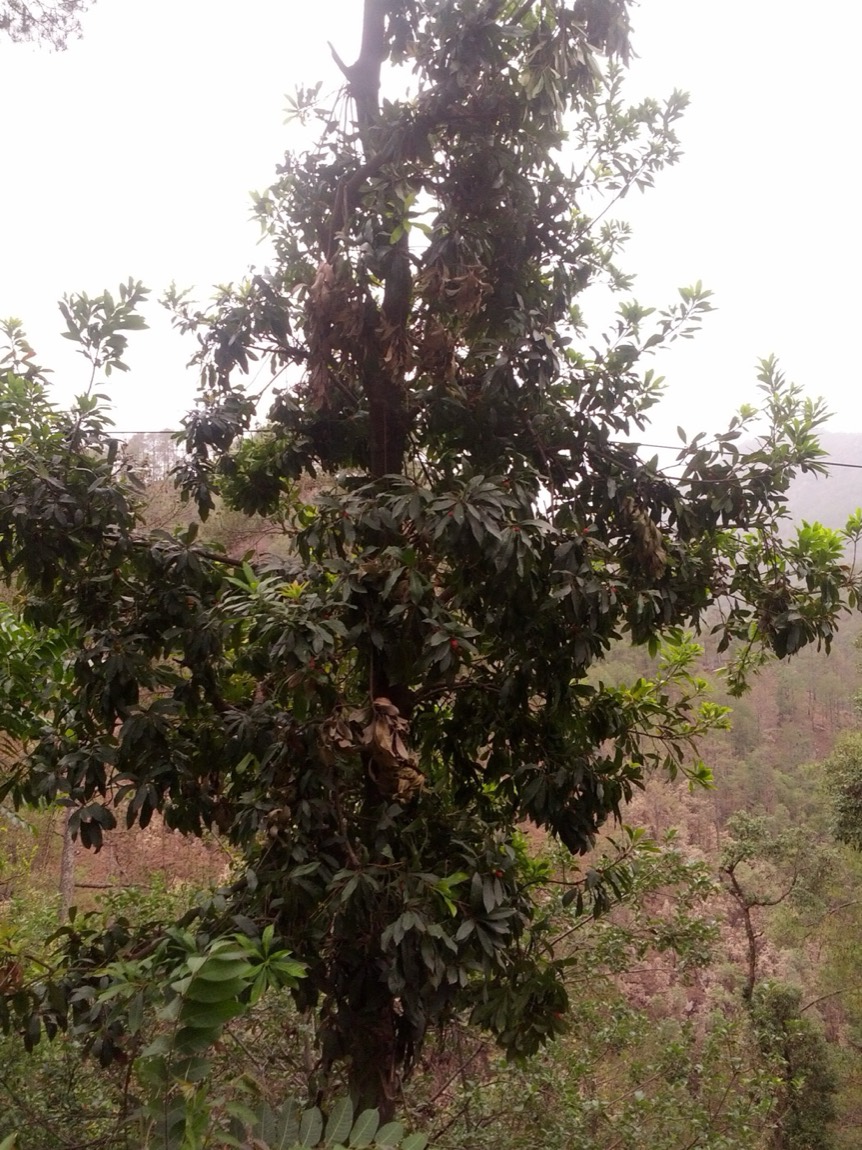 Katphala (Myrica esculenta)