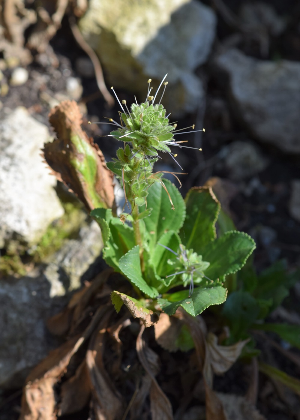 Katuki (Picrorhiza kurroa)