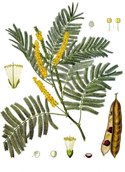 Khadira (Senegalia catechu)