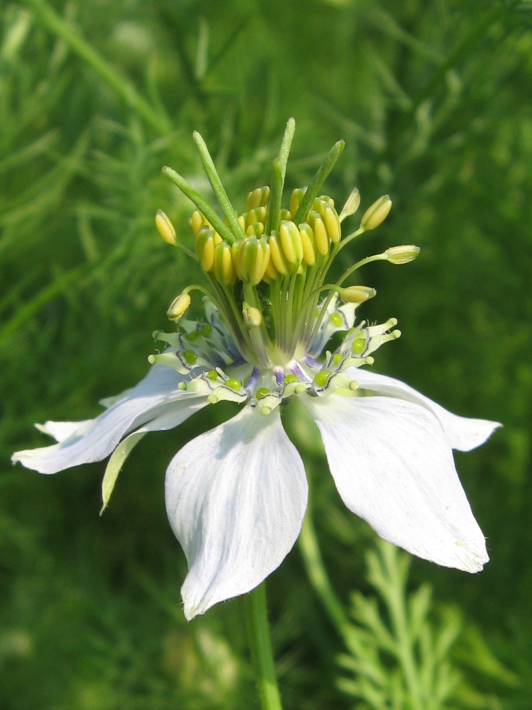 Krishna Jeeraka (Nigella sativa)
