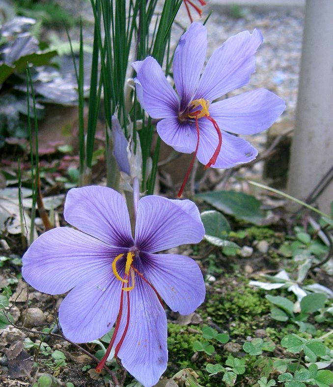 Kumkuma (Crocus sativus)