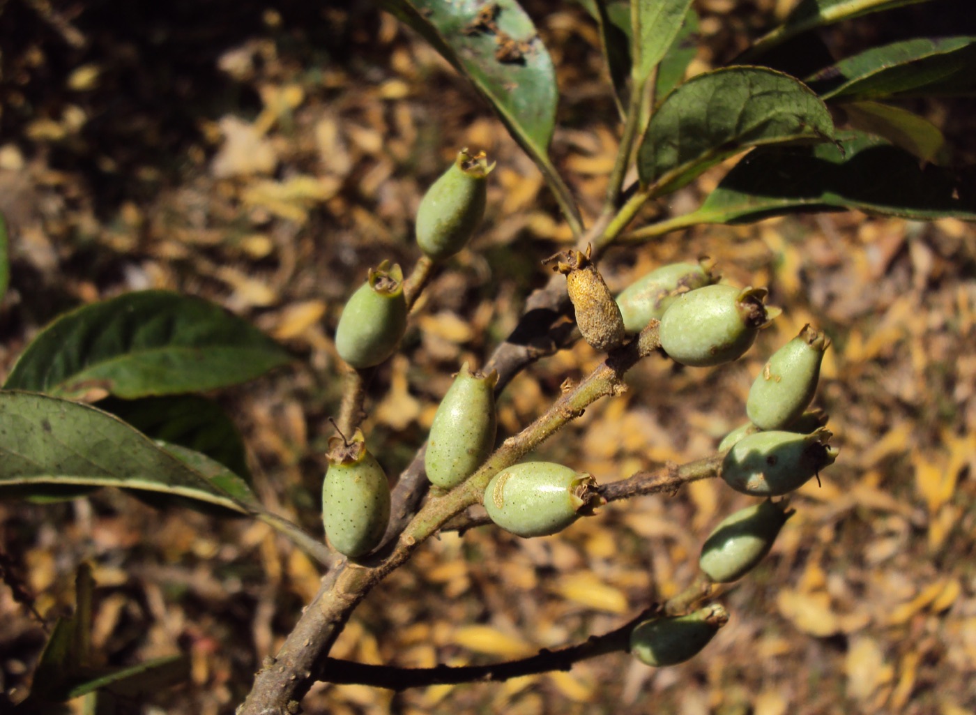 Lodhra (Symplocos racemosa)