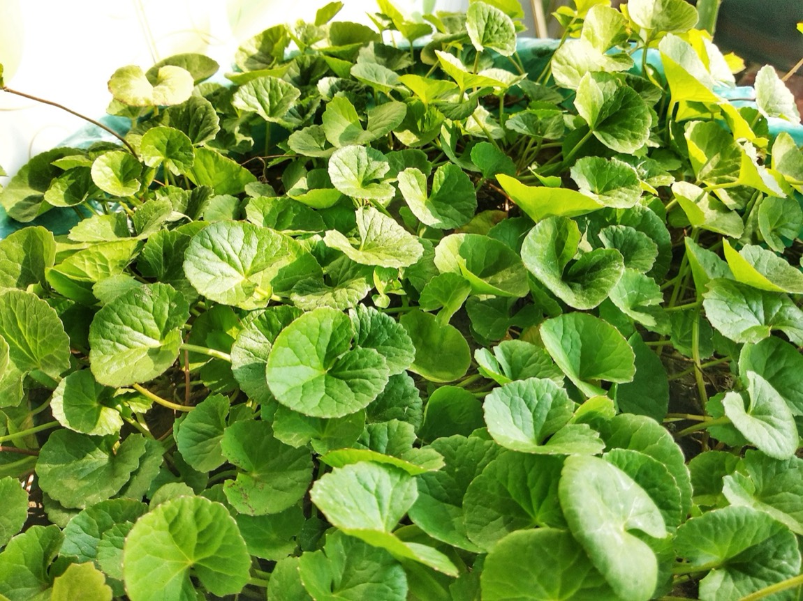 Mandukparni (Centella asiatica)