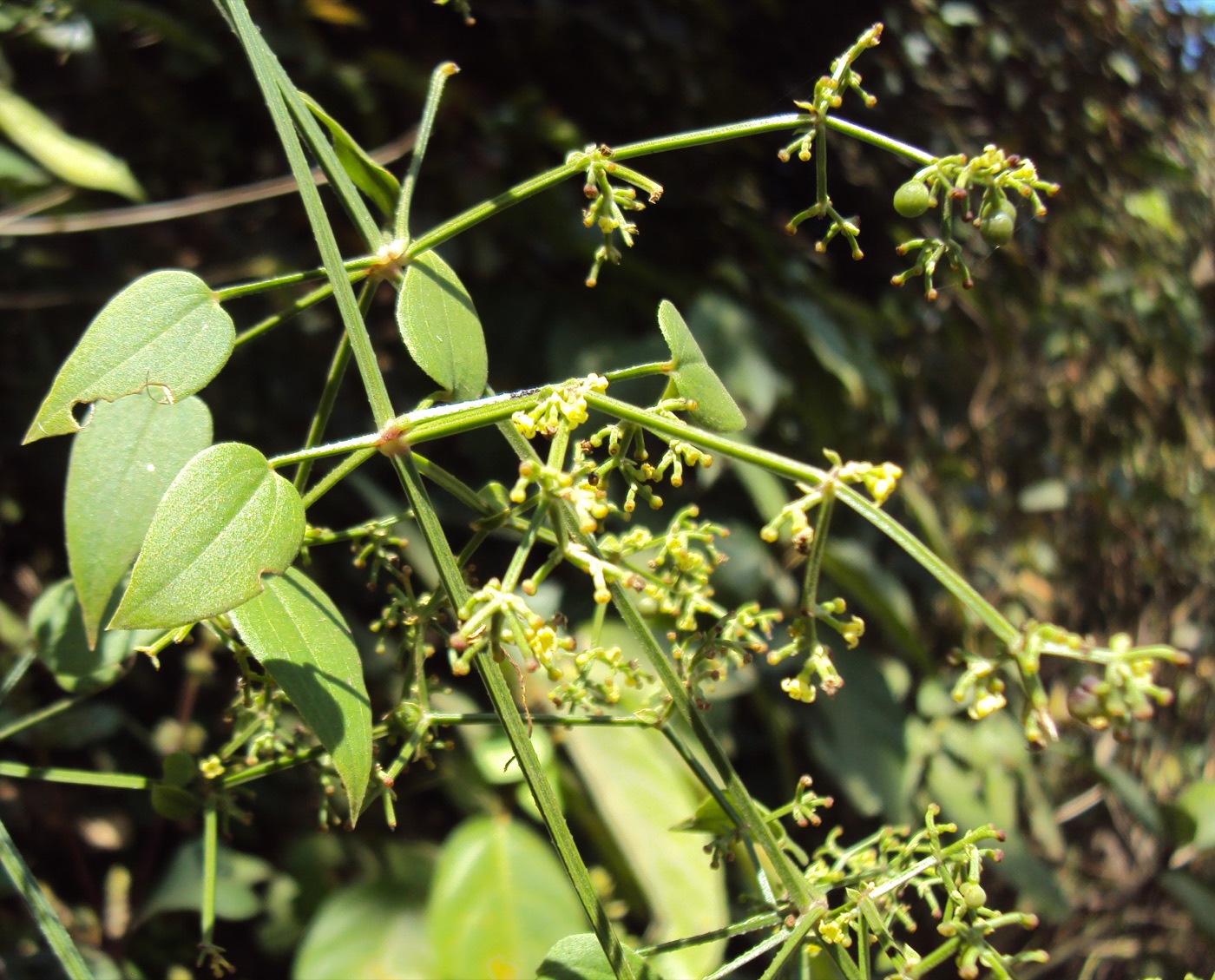 Manjistha (Rubia cordifolia)