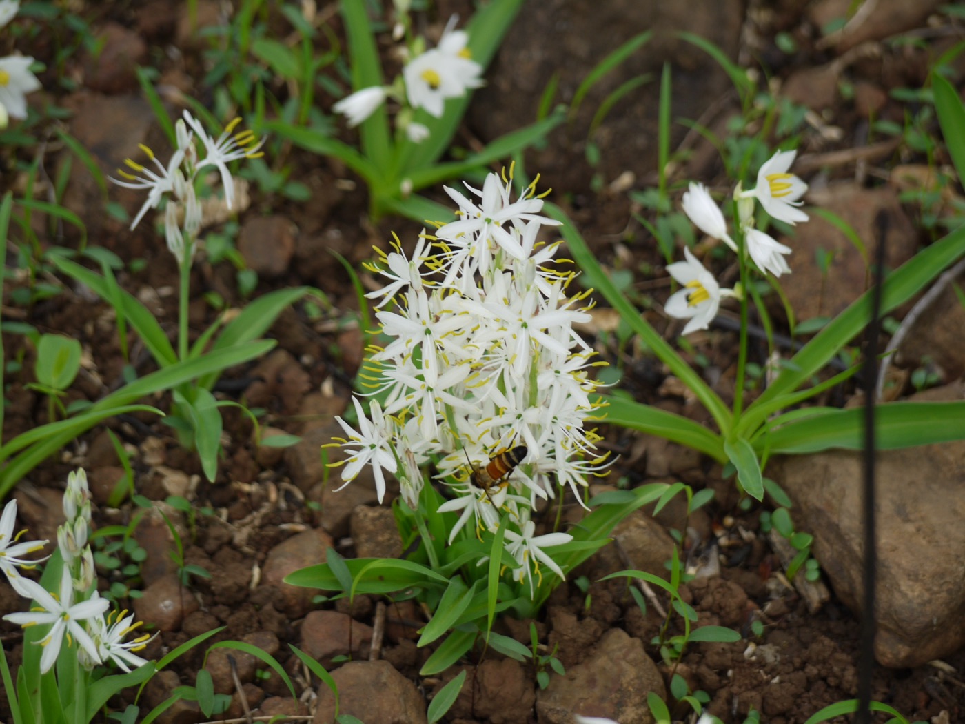 Musali (Chlorophytum borivilianum)