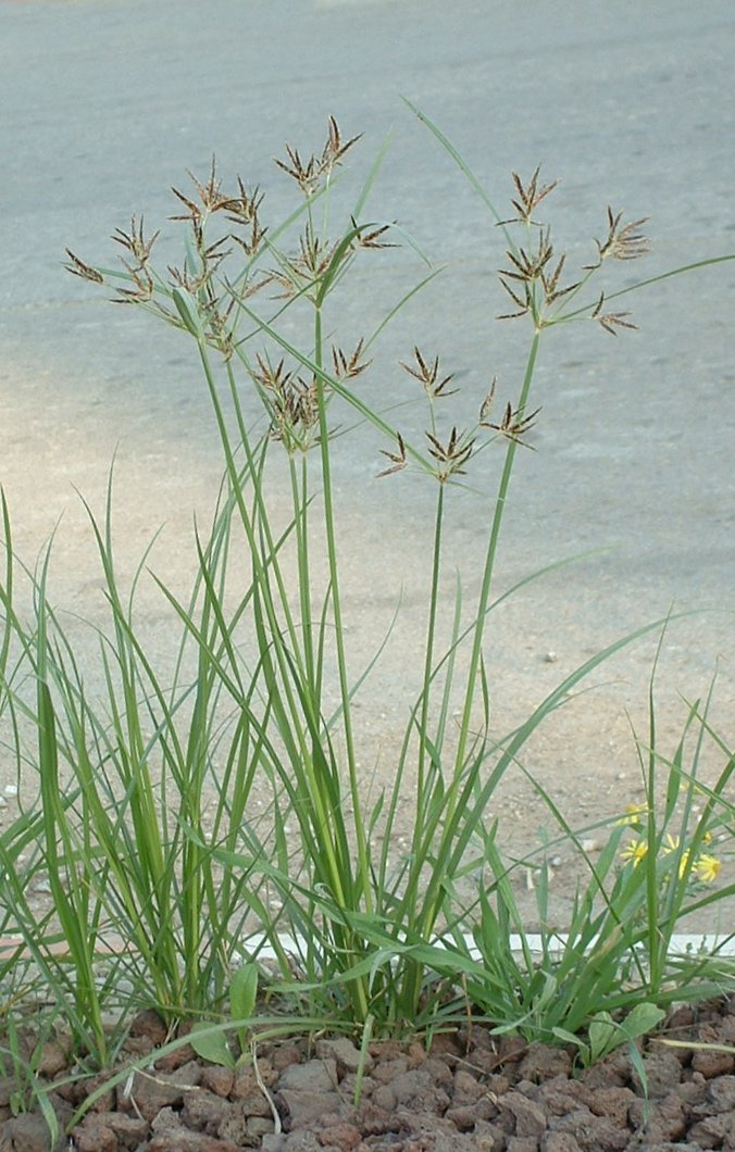 Musta (Cyperus rotundus)