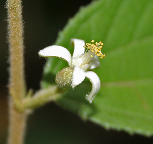Nagabala (Grewia hirsuta)