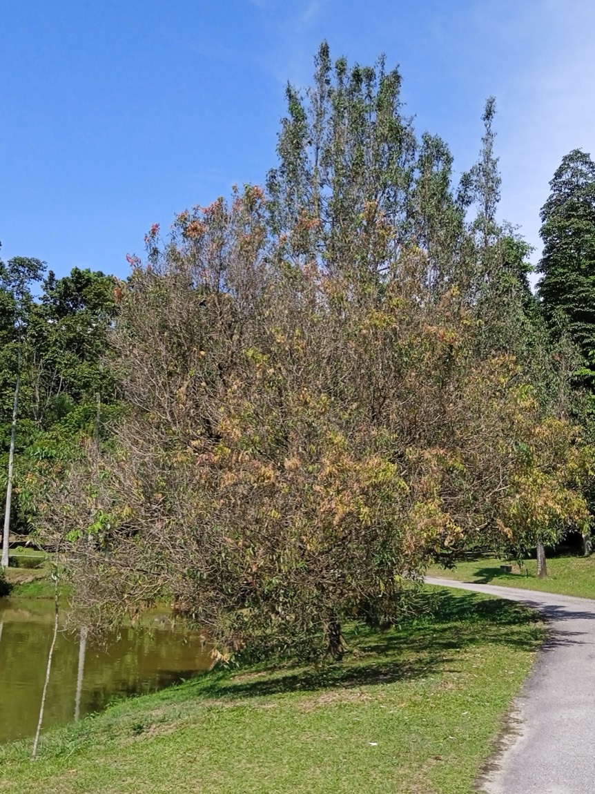 Nagkesara (Mesua ferrea)