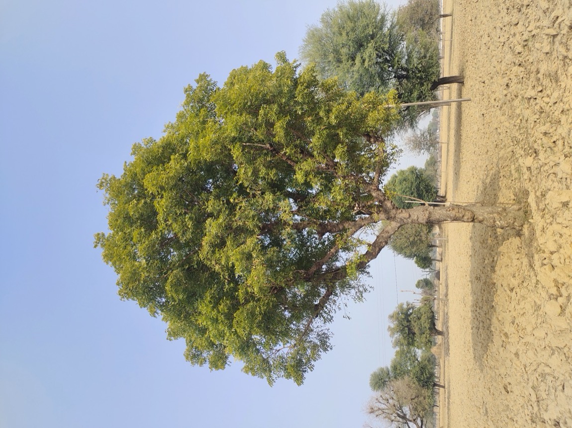 Neem (Azadirachta indica)