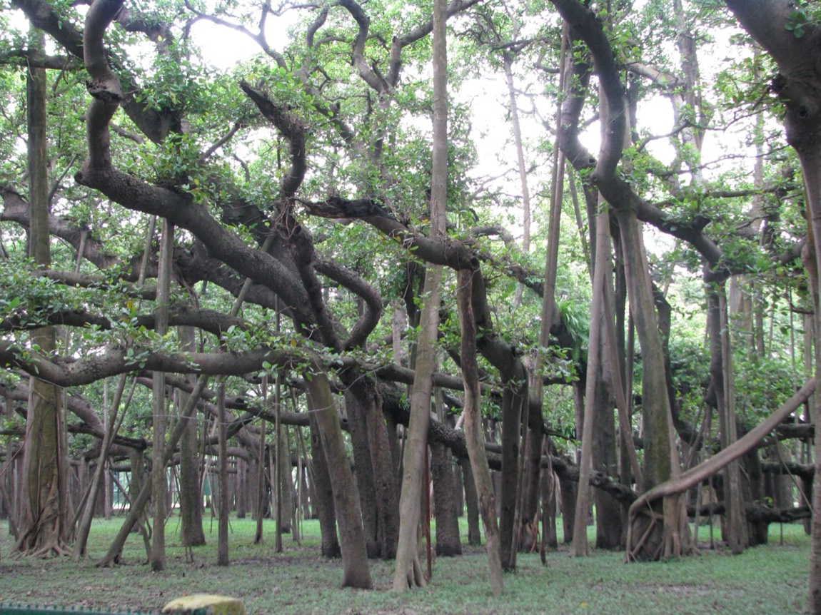 Nyagrodha (Ficus benghalensis)